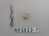 藏品(貝類)的圖片